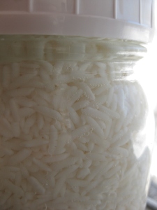 Bubby fermenting rice